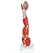 3B Scientific M10 Dissectible Muscled Arm 6-part - 3B Smart Anatomy