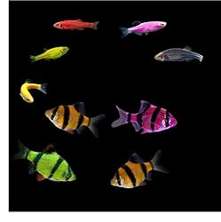 GloFish Live Fish Collections