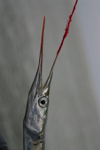 Silkekrogen Hornhecht Seidenfäden Blinker Haken Angelhaken Hornhechtangeln, Farbe:Multicolor – Bild 3