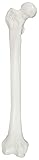 Axis Scientific Femur Bone Model | Right | Cast