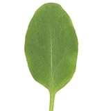 David's Garden Seeds Leafy Greens Sorrel D383A (Green) 500 Organic Seeds