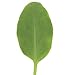 Leafy Greens Sorrel D383A (Green) 500 Organic Seeds by David's Garden Seeds