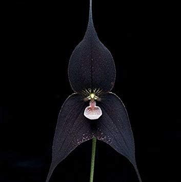 Amazon Co Jp 鉢植えペルーモンキーフェイスオーキッドシード シニアphalaenopsisplants花の種子 1個9 ホーム キッチン