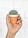 My Urban Crafts 40 Pcs Small Mini Clay Pots 2.1 inch Mini Terracotta Pots Clay Ceramic Pottery Planter Cactus Flower Pots Succulent Nursery Pots for Indoor/Outdoor Mini Plant, Crafts, Wedding Favors