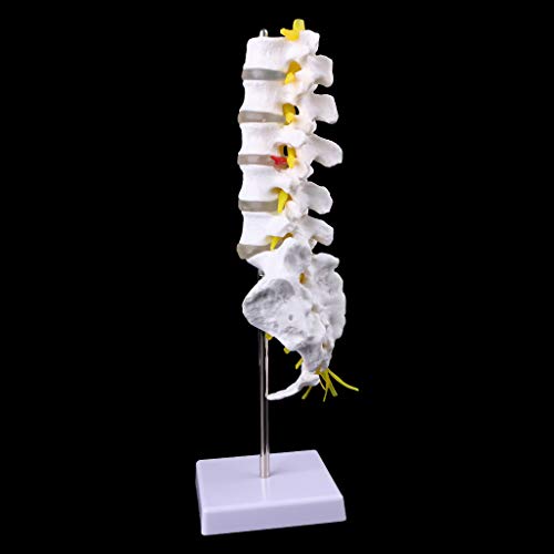 Abicial Anatomical Lumbar Vertebrae Model Caudal Vertebra Anatomy Medical Teaching Tool