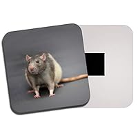 Destination Vinyl Ltd Cute Fancy Rat Fridge Magnet - Pet Rats Rodent Mouse Mice Cool Kids Gift #14158