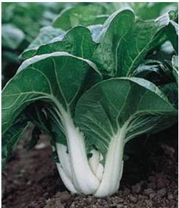 Tcplyn Premium Quality Bok Choy Pak Choi 200 Seeds -Easy Grow - Thumbnail 2