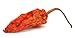 Jolokia Ghost Pepper Powder 1 lbs.