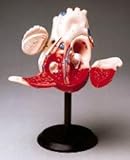 Giant Hands on Heart Model