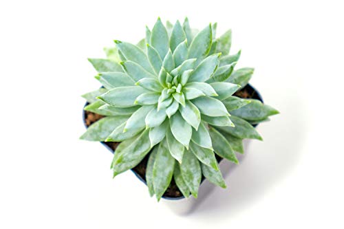 3 Succulent+Plants+Fully+Rooted+Planter