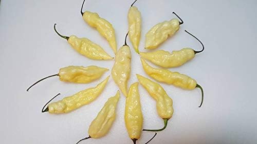 White Bhut Jolokia JW Chile Seeds 10+ Seeds