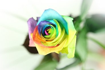 Regenbogen Rose - Basic - Bunte Rose – Bild 3