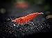 Sakura Red Cherry Shrimp Breeder Combo Pack (Neocaridina davidi) - 10 Females, 5 Males at 1/2 to 1 Inch Long by Aquatic Arts