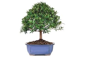 SHAKLAK BonsaiOutlet Bonsai Tree - - Dwarf Cherry Tree