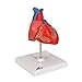 3B Scientific G08 2 Part Classic Heart Model, 7.5