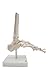 Foot and Ankle Skeleton Model,Kouber Human Anatomical Model,Life Size,Height 11