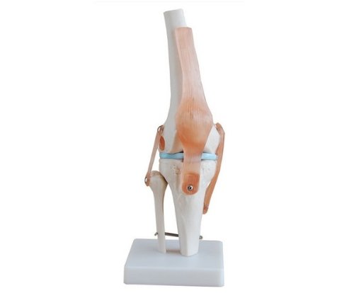 Human 1:1 size knee joint simulation model medical anat…