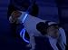 ILLUMISEEN LED Dog Collar USB Rechargeable - Bright & High Visibility Lighted Glow Collar for Pet Night Walking - Weatherproof, in 6 Colors & 6 Sizes (Blue Medium)