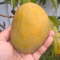 Amazon.com : Mango Tree Live Plant, Yellow Sweet Mango Tree Plant ...