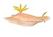 Safari Ltd. Nudibranch - Realistic Hand Painted Toy Figurine Model - Quality Construction from Phthalate, Lead and BPA Free Materials - For Ages 3 and Up