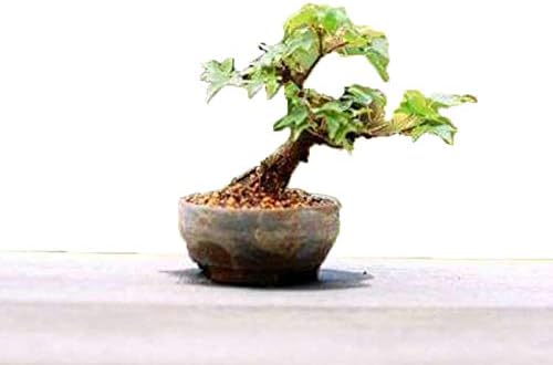 Amazon 紅葉が美しいミニ盆栽 通天楓 かえで 苗木素材 盆栽鉢丹山作 通天楓 カエデ 自分で作るミニ盆栽 おしゃれな初心者セット 鉢