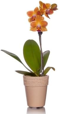 From You Flowers - Mini Orchid Plant