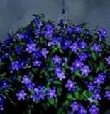 Browallia - Jingle Bells - 50 Seeds