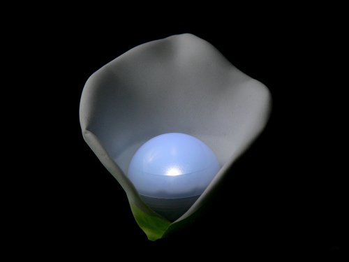 Fortune Products FB-20W Fairy Berries Mama Berry Lights, 1-1/2" Diameter (Case of 12)