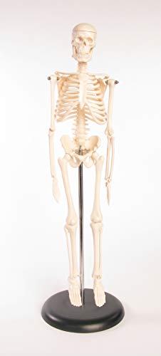 2 American+Educational+Skeleton+Model+Height