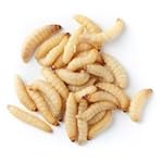 Live Waxworms for Feeding Reptiles, Fishing, Birds, and Chickens (250) by Galleria mellonella