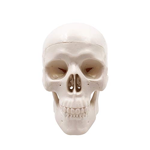 2 Mini+Skull+Model+Anatomical+Education