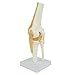 Knee Model - Functional Knee Joint Model, Life Size Anatomical Knee with Functional Ligaments
