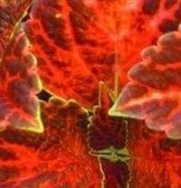 Coleus - Wizard Pastel - 50 Seeds Coleus - Wizard Pastel - 50 Seeds