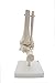 Foot and Ankle Skeleton Model,Kouber Human Anatomical Model,Life Size,Height 11