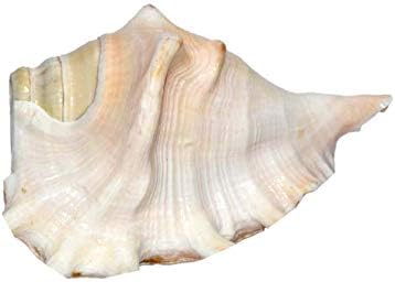 SHI SHANKAR ACCESSORIES Shell (5 x 3 inch, Multicolour)