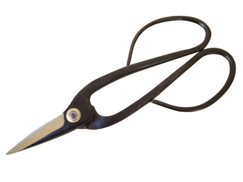 Zimmerbonsai chinesischer Liguster, ca. 9-10 Jahre, ca. 30-35 cm hoch (immergrün) KOSTENLOSE ZUGABE: 1 Bonsaischere – Bild 3