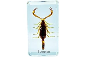 BETENSH Multiple Styles Resin Insects, Insect Specimens,Resin Preservation, Resin Amber for Kids Science Education, Collection, Decorative (Scorpion)