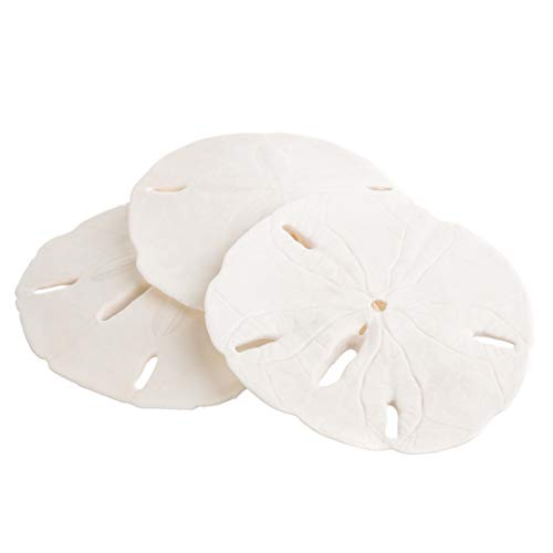 Sand Dollar | Real Sand Dollars 3" to 3 1/2" (Set of 3) | Sand Dollar Shells | Plus Free Nautical eBook by Joseph Rains