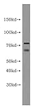 FOXP4 Antibody (Antibody)