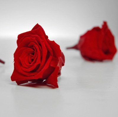 Preserved Roses Red 1in (12 roses)