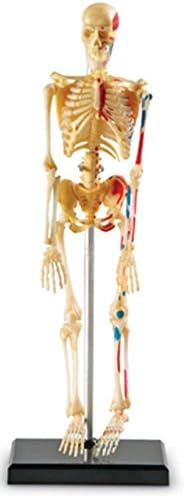 Learning Resources Skeleton Model