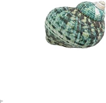 Rough Green Turbo Shell 2-3" Silver Mouthed Turban Seashell | 1 piece