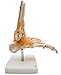Foot Joint Model with Ligaments,Kouber Human Anatomical Model,Life Size,Height 11