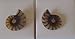 * Ammonite Fossil pair *