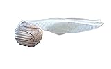 Harry Potter Sorcerer's Stone Quidditch Golden Winged Snitch Antenna Topper