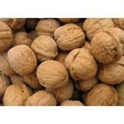 Unfi In Shell Walnut, 20 Pound -- 1 each.