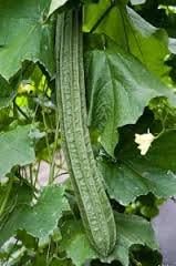15 Angles Gourd or Ribbed Loofah Seeds Vegetable Seeds