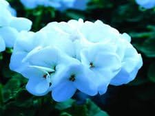 Geranium Seeds, Saturn Light Blue Geranium 50 Seeds Large Blooms Copyrighted Idahoseeds