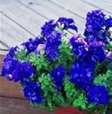 Petunia - Double Cascade Blue - 25 Seeds