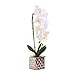 White Artificial Phaleanopsis Arrangement with Vase Decorative Orchid Flower Bonsai Table Centerpiece with Chrome plated flowerpot